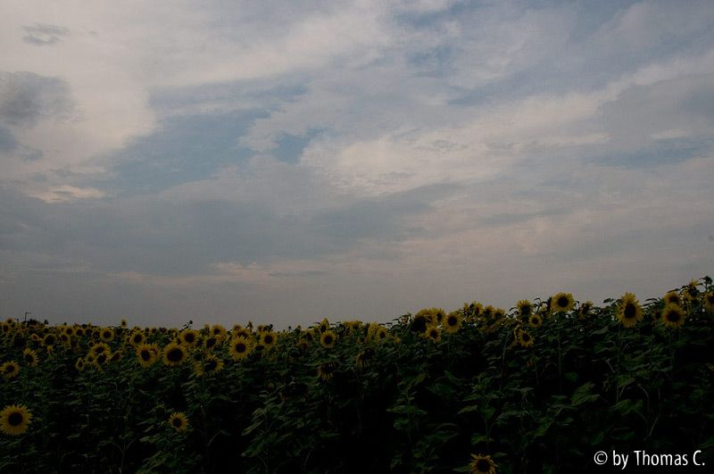 Sonnenblumen 01