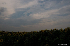 Sonnenblumen Original