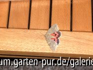 Taubenschwänzchen