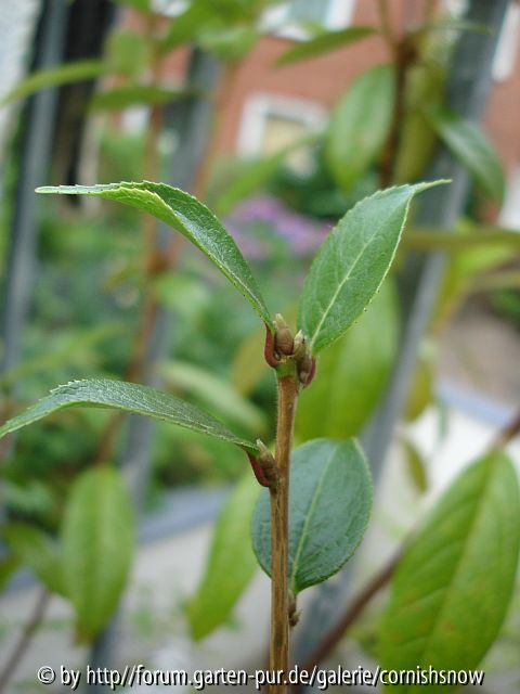 C. grijsii I