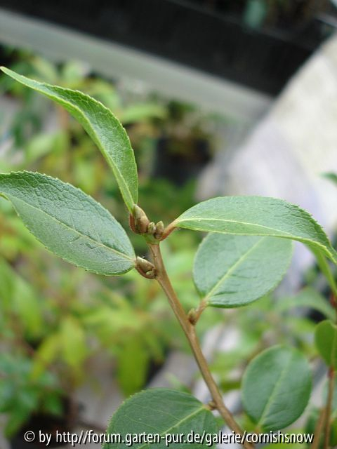 C. grijsii II