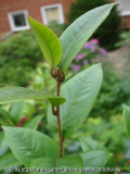 C. edithae I