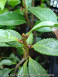 C. japonica 'Ginyo-tsubaki' I