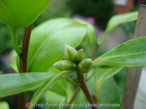 C. 'Snow Flurry' I
