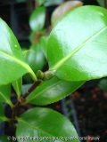C. japonica 'Tama-no-ura'