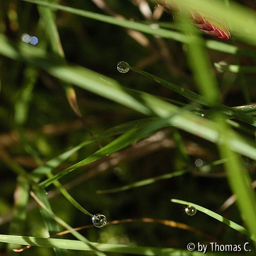 Tropfen glitzern im Gras