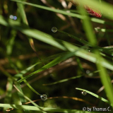 Tropfen glitzern im Gras