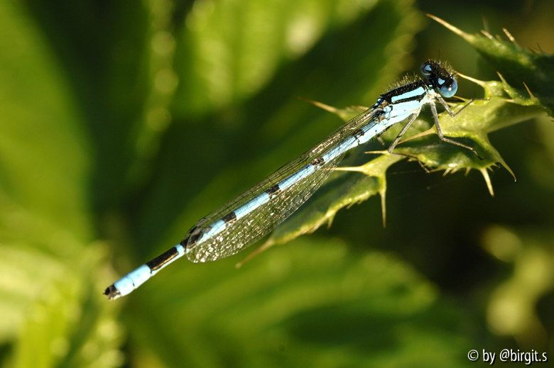 Libelle II