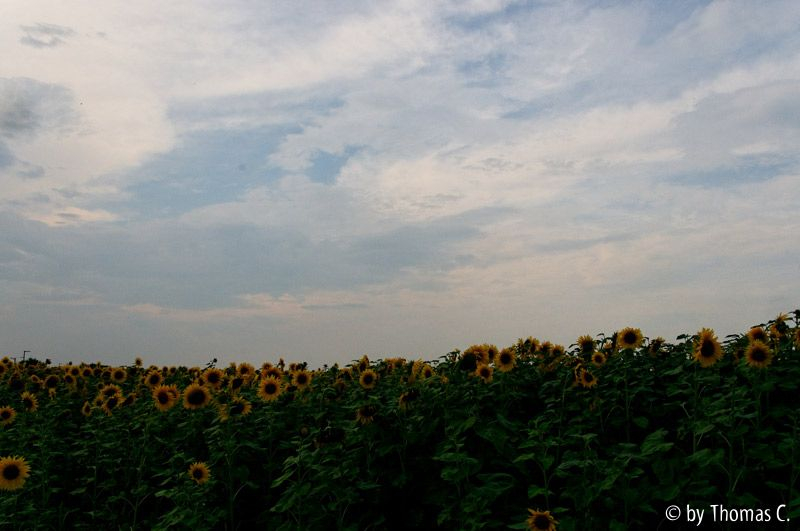 Sonnenblumen 06 DxO