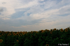Sonnenblumen 06 DxO
