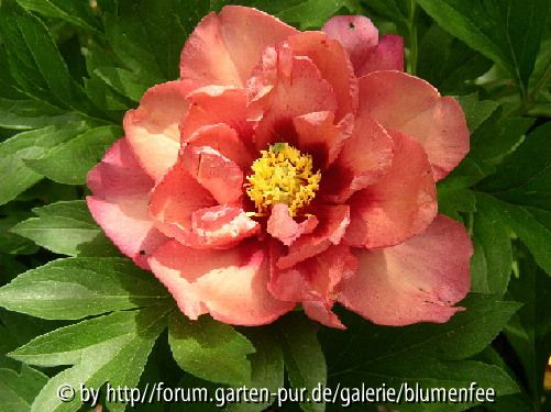 Intersektionelle Hybride