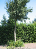 Straßenbaum.jpg