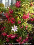 super excelsa