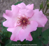 dainty bess