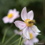 Schwebfliege auf Anemonenblüte