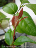C. 'Scented Gem' I