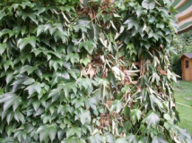 Wilder_Wein_2a.JPG