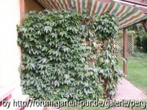Wilder_Wein_1a.JPG