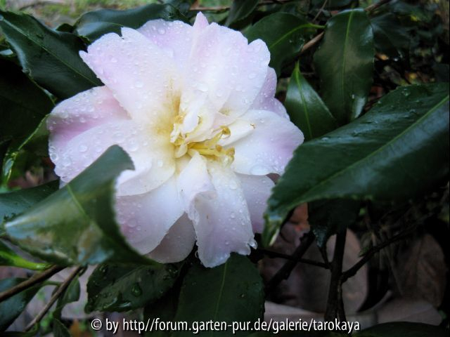 C.vernalis star above star
