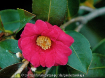 C.hiemalis 2/08