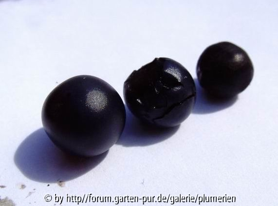 Paeonia mascula Samen