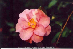 C.vernalis Ginryu