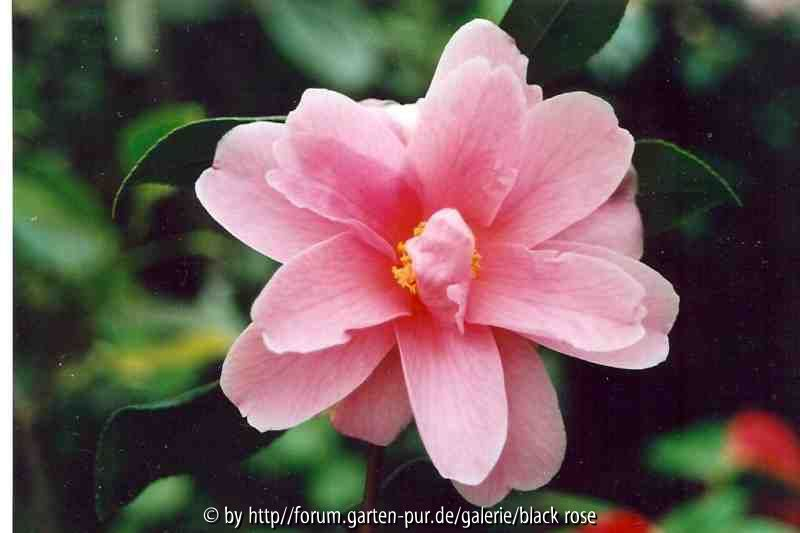 C.vernalis Ginryu 1
