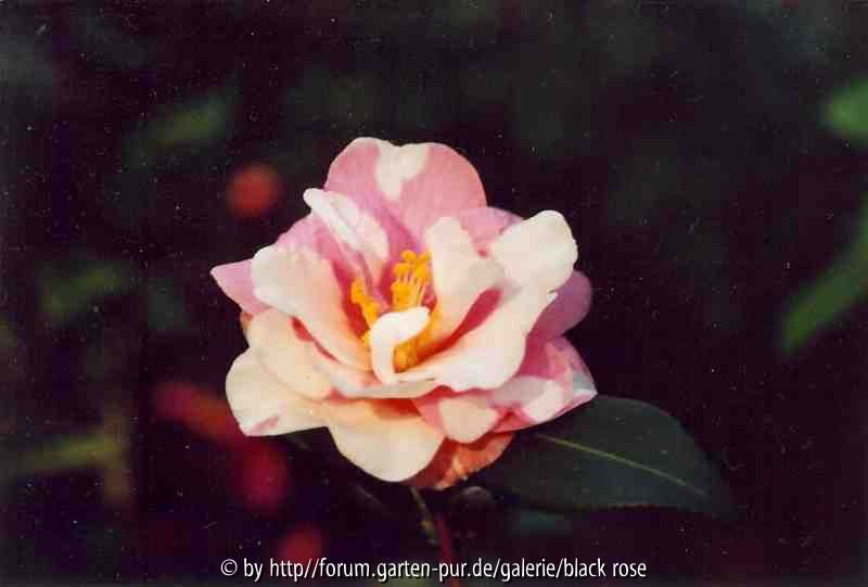 C.vernalis Ginryu2