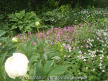 Geranium und Hosta