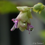 Oregano rotundifolium mit Tropfen