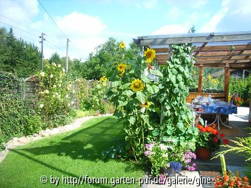 Sonnenblumen