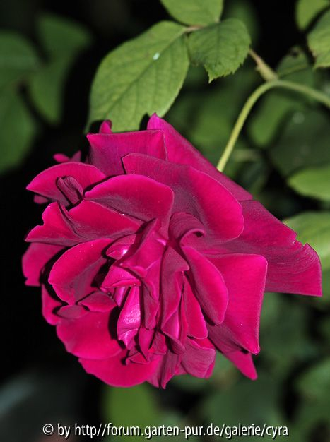 Crimson-Glory-9285