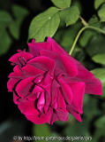 Crimson-Glory-9285