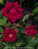 Crimson-Glory-8947