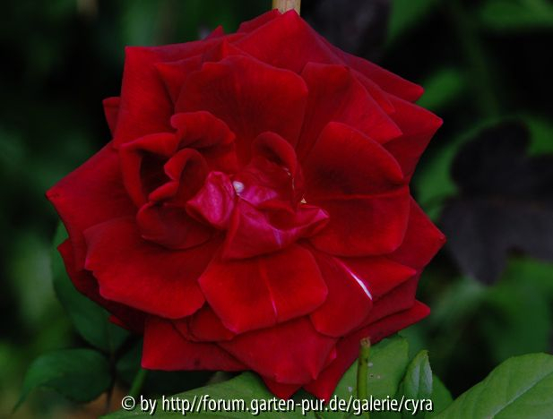 Crimson-Glory-8944