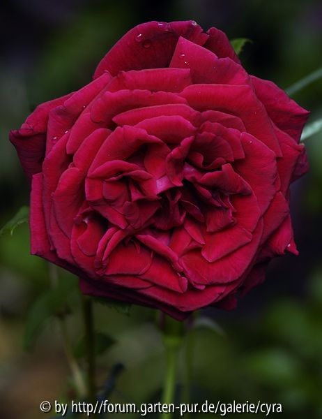 Crimson-Glory-7715
