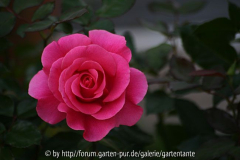 Gertrude Jekyll