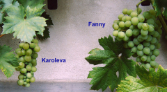 Karoleva und Fanny 04.08.2008