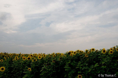 Sonnenblumen 07
