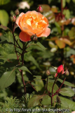 Lady-Emma-Hamilton-9639
