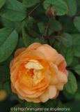Lady-Emma-Hamilton-8995
