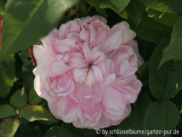Jacques Cartier