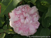 Jacques Cartier