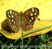 Unbekannter Schmetterling