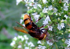 riesige Schwebefliege