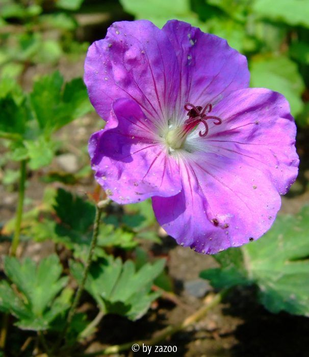 Geranium Rozanne