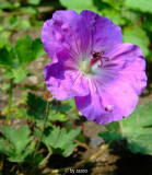 Geranium Rozanne