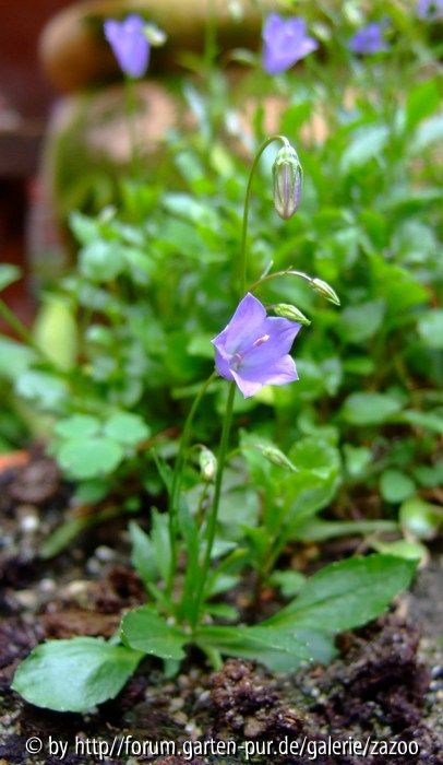 Campanula cochleariifolia