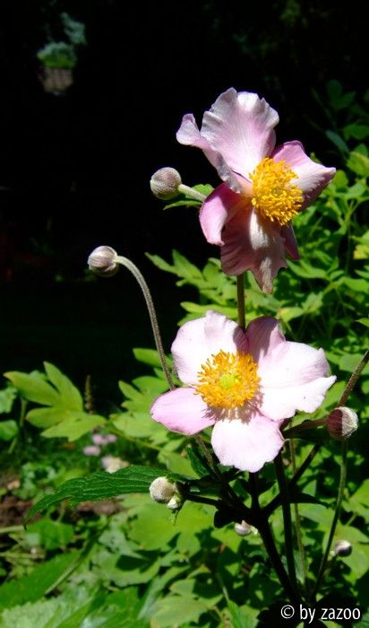 Anemone Japonica September Charme