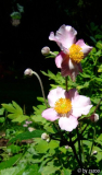 Anemone Japonica September Charme